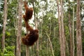 Lovely orangutan family hanging on the tree. Royalty Free Stock Photo