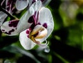 Orchid, White and Purple Phalaenopsis,