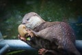 Lovely otter plays with stone