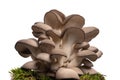 Lovely oyster mushrooms tree on green grass promoting eating clean