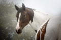 Lovely paint horse looking back to the camera in a foggy autumn morning