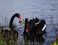 Lovely pair of black swans floating on the lake surface.