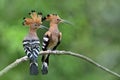 Pair of Common or Eurasian Hoopoe Upupa epops beautiful brown crested head birds perching on wooden branch in breeding Royalty Free Stock Photo