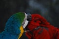 A lovely pair of Macaws in the wild