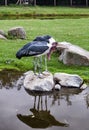 Lovely pair of Marabou storks beaks parallel to the ground. Two marabou birds standing on rocks.