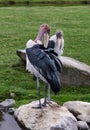 Lovely pair of Marabou storks beaks under the wing. Two marabou birds cleans their feathers.