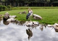 Lovely pair of Marabou storks beaks up. Two marabou birds heads up on rocks in lake.