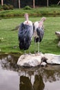 Lovely pair of Marabou storks view from the rear, naked necks . Two marabou birds on rocks in lake.