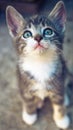 Lovely pale grey tricolor kitten sitting on the stone floor outdoor, closeup portrait of a cute cat, looking up