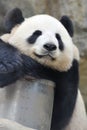 Lovely panda