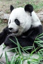 Lovely panda eating bamboo