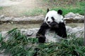 Lovely panda eating bamboo