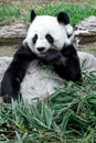 Lovely panda eating bamboo