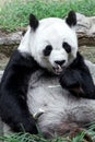 Lovely panda eating bamboo