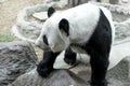 Lovely panda eating bamboo