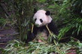 A lovely panda is eating delicious bamboo