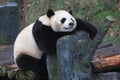 Lovely panda