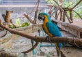 lovely parrot Royalty Free Stock Photo