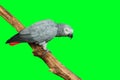 lovely parrot Royalty Free Stock Photo