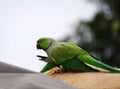Lovely Parrot Royalty Free Stock Photo