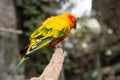Lovely parrot in the outdoor Royalty Free Stock Photo