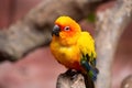 Lovely parrot in the outdoor Royalty Free Stock Photo