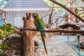 lovely parrot Royalty Free Stock Photo
