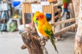 lovely parrot Royalty Free Stock Photo