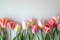 Lovely pastel colored tulips at white background