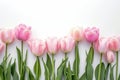 Lovely pastel colored tulips at white background