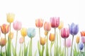 Lovely pastel colored tulips at white background