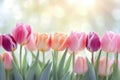 Lovely pastel colored tulips at white background