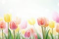 Lovely pastel colored tulips at white background