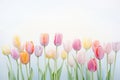 Lovely pastel colored tulips at white background