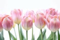 Lovely pastel colored tulips at white background