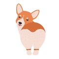 Lovely Pembroke welsh corgi. Funny adorable dog or puppy of herding breed isolated on white background. Cute purebred