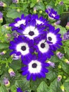 dark blue Pericallis Senetti Daisy flowers Royalty Free Stock Photo