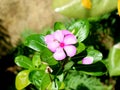 Lovely periwinkle flower stock images Royalty Free Stock Photo