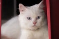 Lovely Persian white cat with blue eyes Looking for owner Royalty Free Stock Photo