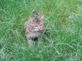 lovely pet in greenly ground Royalty Free Stock Photo