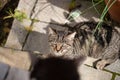 Young cat exploring a garden Royalty Free Stock Photo