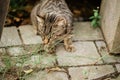 Young cat exploring a garden Royalty Free Stock Photo