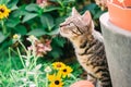 Young cat exploring a garden Royalty Free Stock Photo