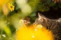 Young cat exploring a garden Royalty Free Stock Photo