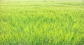 Lush Wheat field growing