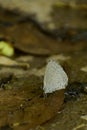 Lovely  photohraph  of   pale hedge blue udara dilecta  butterfly drinking water. Royalty Free Stock Photo