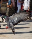 Lovely pigeon bird by live in urban environment