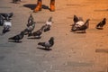 Lovely pigeon birds lfeeding in urban environment