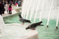 Lovely pigeon birds by live in urban environment