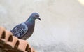 Lovely pigeon